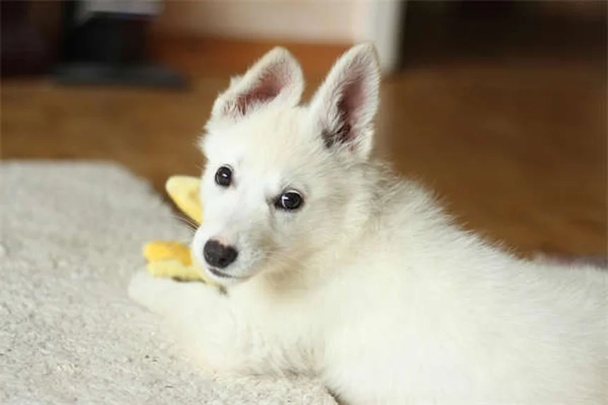 犬のマダニの取り方とチェック方法｜安全な駆除と予防のコツ