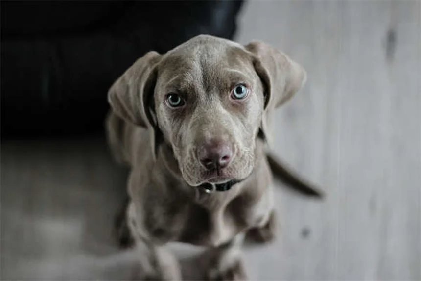 犬の顔が腫れる原因は？アレルギーと歯周病が最多！症状と対処法