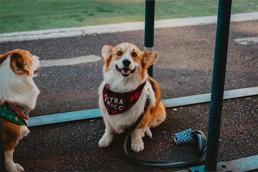 日本犬の種類10選！柴犬から希少種まで特徴と飼い方を徹底解説