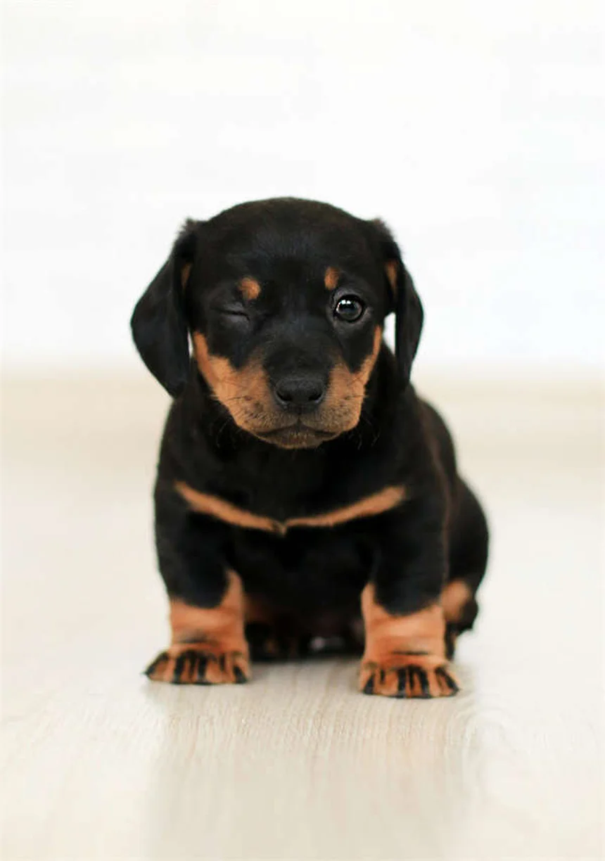 子犬・子猫の正しい抱き方｜安全な持ち上げ方と絶対NGな方法