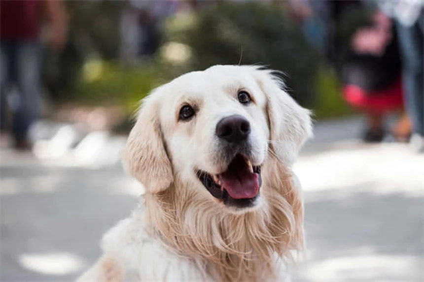 犬パルクールとは？初心者でもできる始め方とコツ