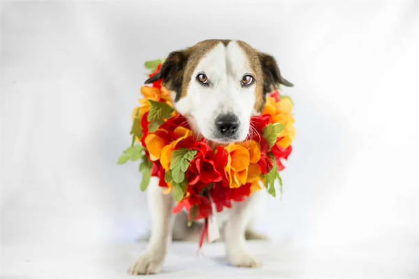 犬パルクールとは？初心者でもできる始め方とコツ