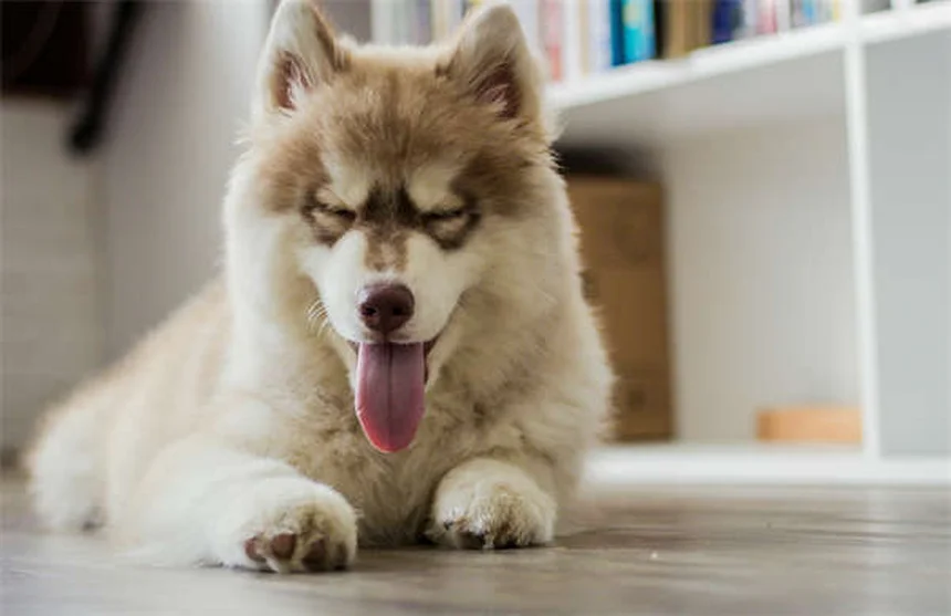 動物病院でペットを連れて行く時にやってはいけないこと｜獣医師が教える失敗しない7つのポイント
