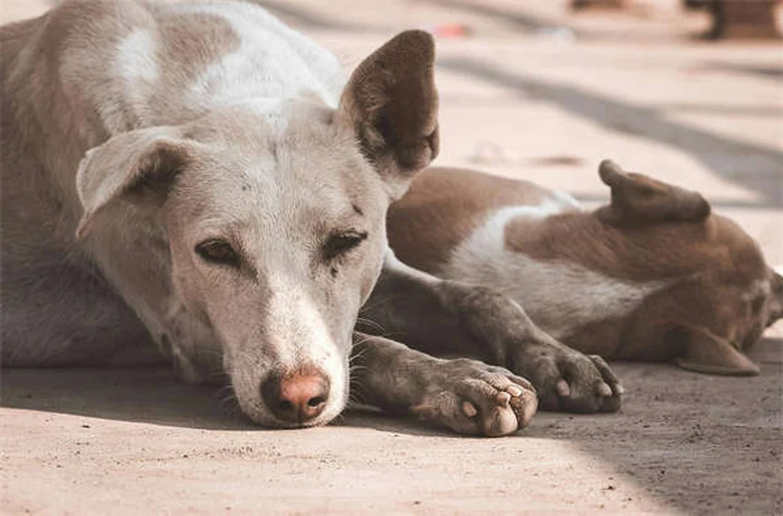 動物病院でペットを連れて行く時にやってはいけないこと｜獣医師が教える失敗しない7つのポイント