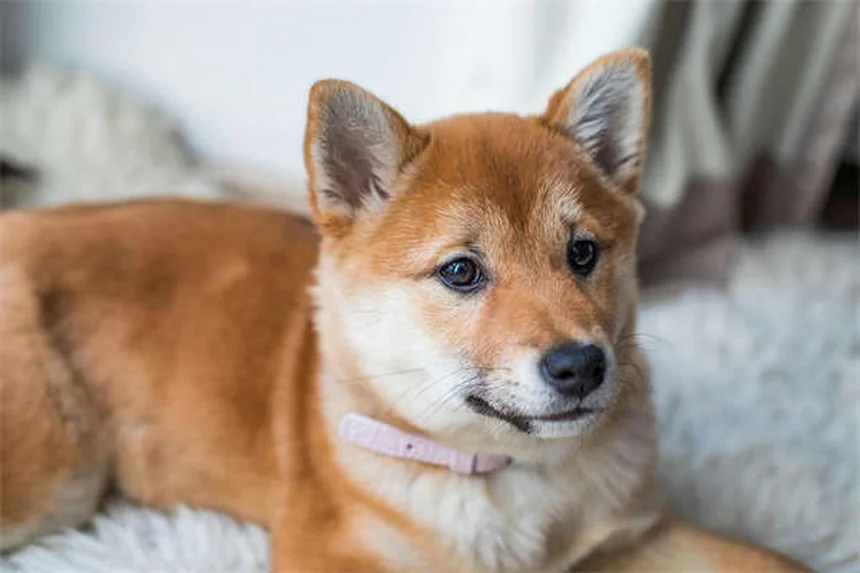 犬のTemaril-P実体験で分かった効果とリスク、正しい使い方