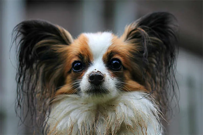 犬のTemaril-P実体験で分かった効果とリスク、正しい使い方
