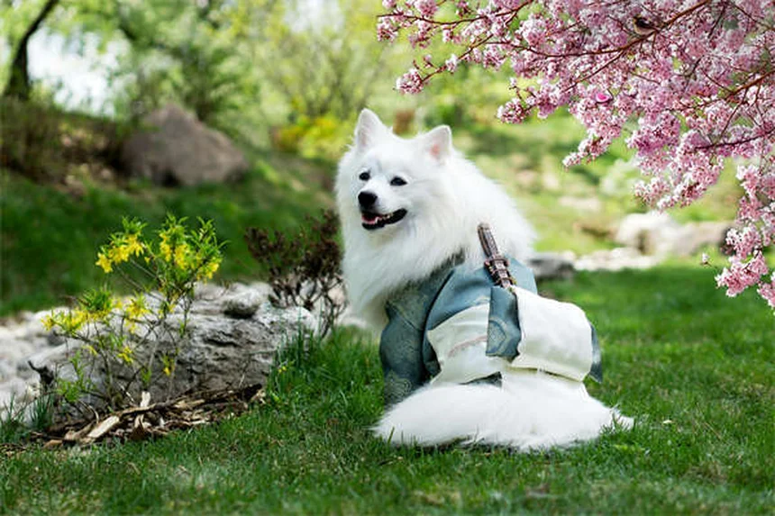 犬のTemaril-P実体験で分かった効果とリスク、正しい使い方