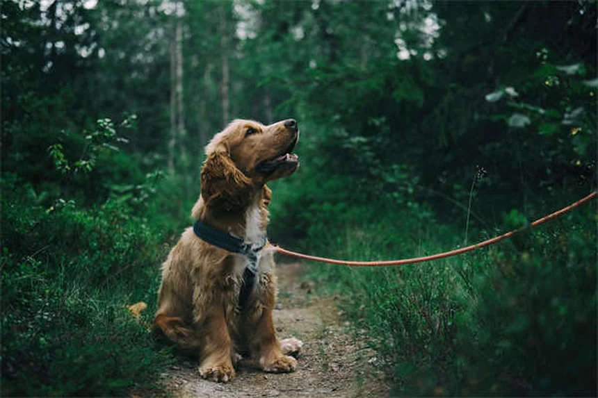 犬を迎えるときに絶対にやってはいけない6つのこと