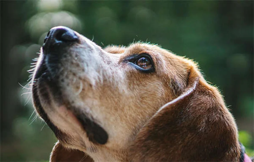 犬を迎えるときに絶対にやってはいけない6つのこと