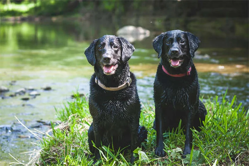 犬の攻撃性を改善する80％の成功例：ホルモンより行動修正が効果的