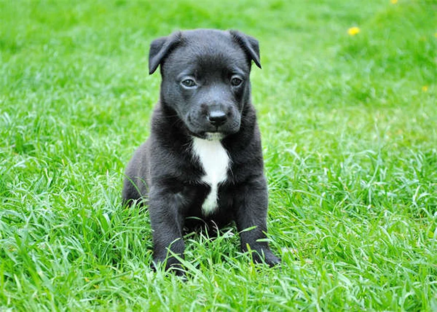犬の攻撃性を改善する80％の成功例：ホルモンより行動修正が効果的