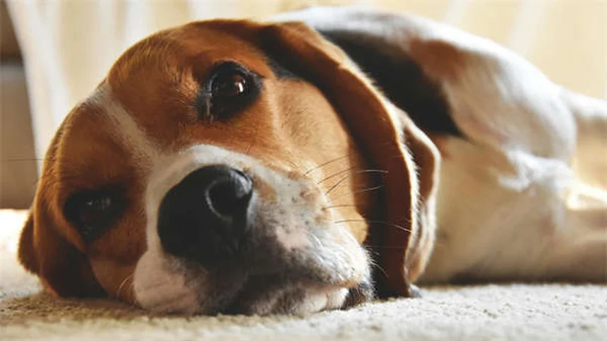 クエン酸カリウムの副作用と服用方法｜犬猫の安全な使い方と注意点