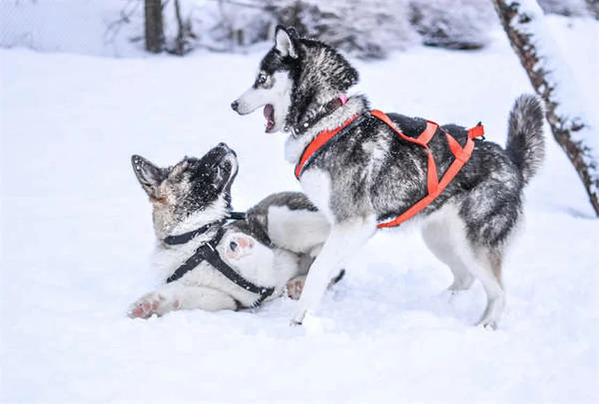 犬の歯茎の色と状態で健康チェック！危険サインを見逃さない方法