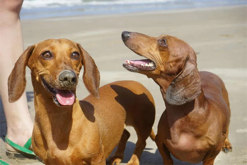 犬の歯茎の色と状態で健康チェック！危険サインを見逃さない方法