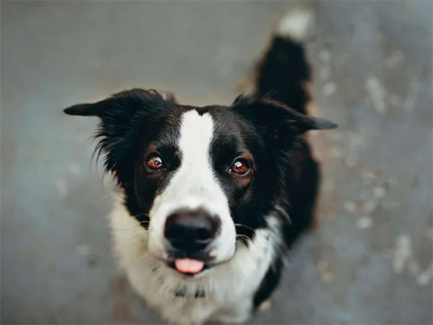 犬のプロバイオティクス効果と選び方、7つのサイン