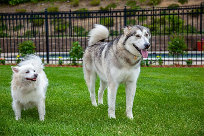 犬のプロバイオティクス効果と選び方、7つのサイン