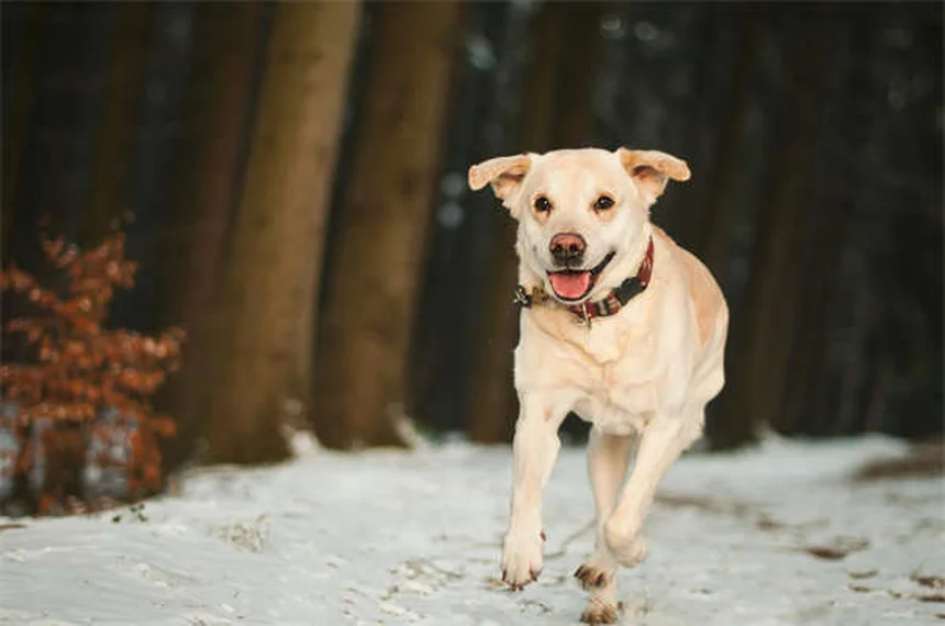 犬と猫の慢性下痢に便移植（FMT）の効果とリスク｜獣医師が徹底解説