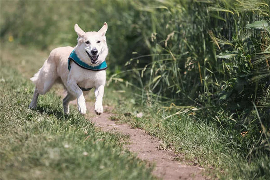 チンチラ敗血症、たった2日で死亡も？飼い主が知るべき症状と早期発見のポイント