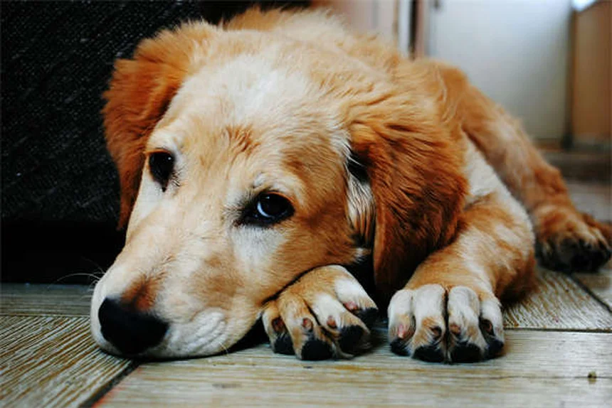 シニア犬フードの選び方、栄養のプロが教える間違えないための7つのポイント