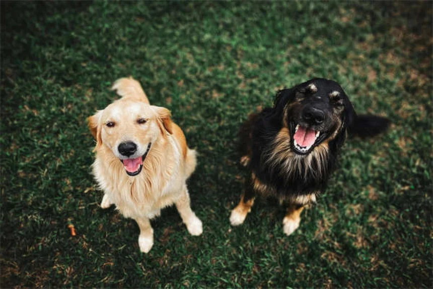 子犬のグルーミングはいつから？初めての飼い主向け完全ガイド