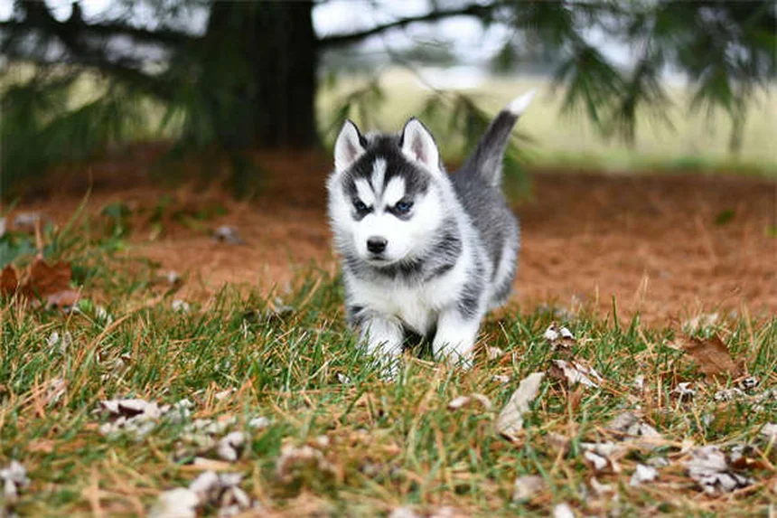 子犬のグルーミングはいつから？初めての飼い主向け完全ガイド