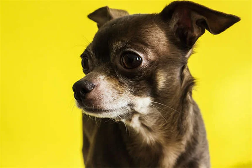 犬の舌のヒミツ9選｜色や温度で分かる健康状態と驚きの役割