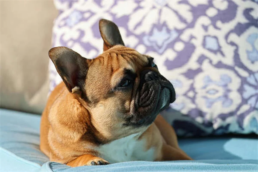 犬の舌のヒミツ9選｜色や温度で分かる健康状態と驚きの役割