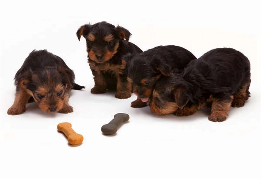 犬の舌のヒミツ9選｜色や温度で分かる健康状態と驚きの役割