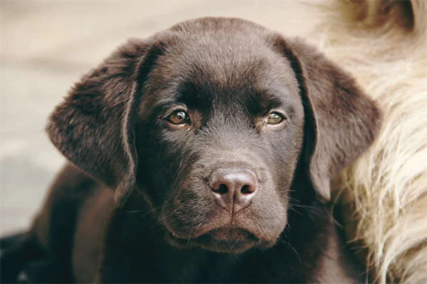 犬用ライムワクチンは本当に必要？獣医師が教えるリスクと効果を徹底解説