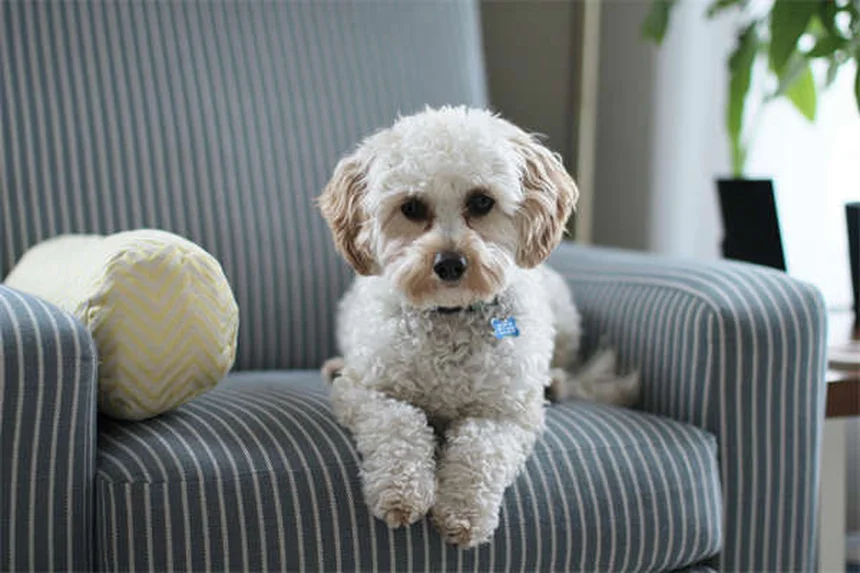 犬・猫の骨の病気5つを解説！症状から治療法、自宅ケアまで