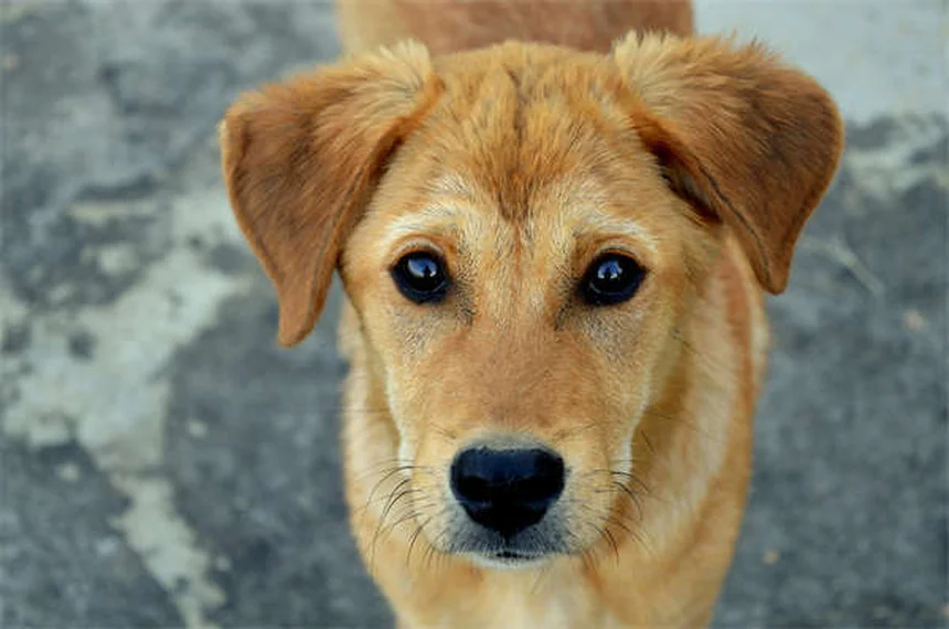 犬の癌の症状と治療法、飼い主が知るべき全知識