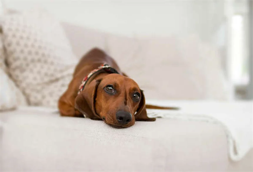 犬の癌の症状と治療法、飼い主が知るべき全知識