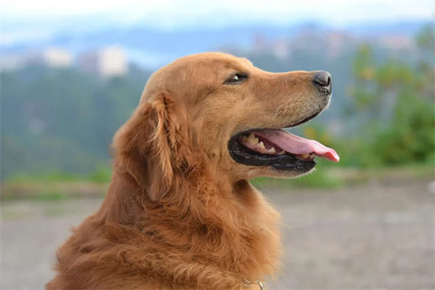 犬の基本トレーニングで必ず教えたい4つの重要スキル
