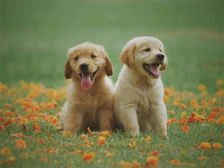 セントウォークとは？犬の嗅覚を満たす散歩の効果と始め方