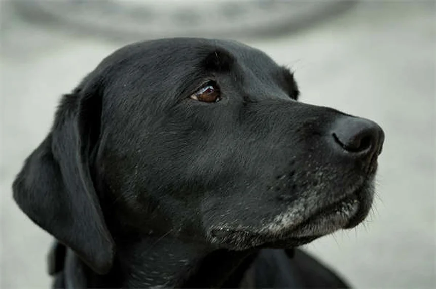 犬・猫にニームオイルは安全？効果と正しい使い方5つのポイント