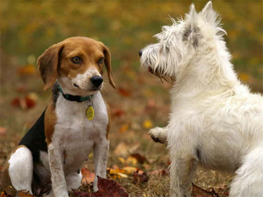 犬・猫にニームオイルは安全？効果と正しい使い方5つのポイント