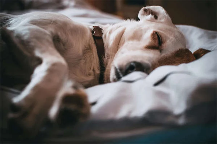 犬の分離不安症を解決する5つのステップと専門家のアドバイス