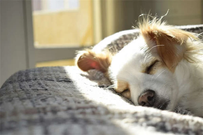 犬や猫と一緒に寝ても大丈夫？獣医師が語る安全な寝方とメリット