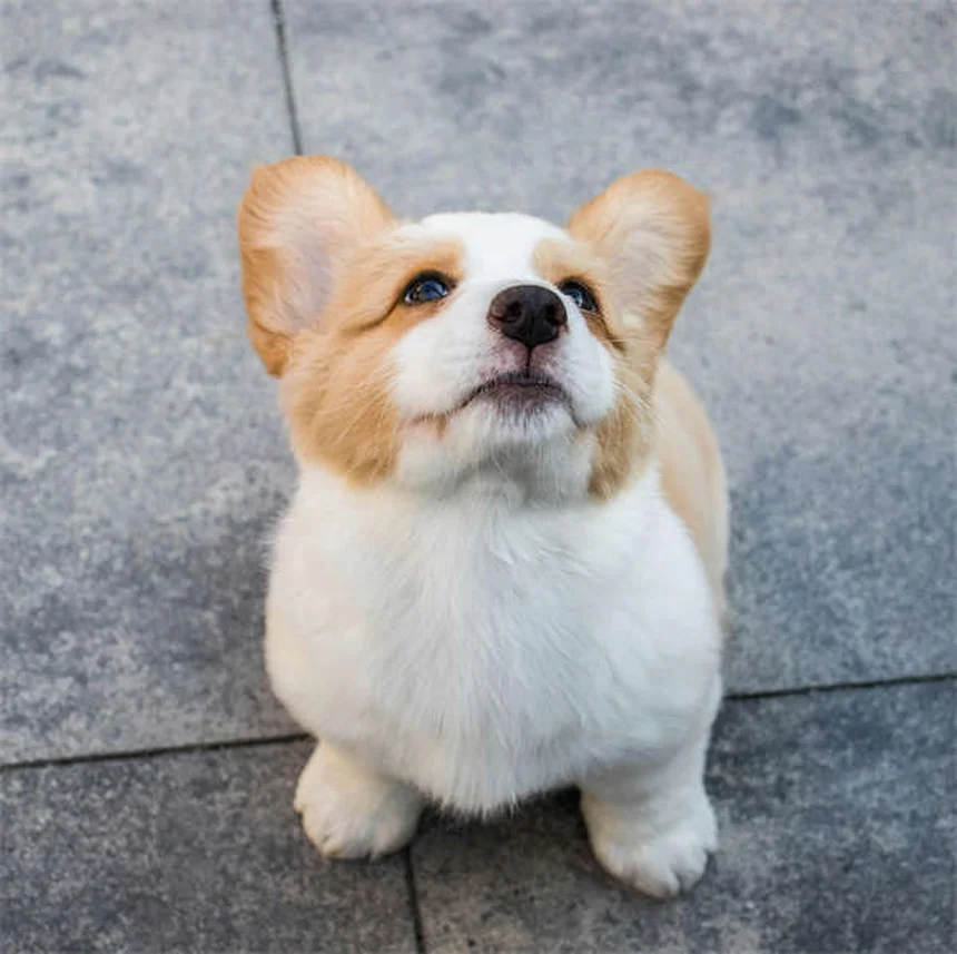 犬や猫と一緒に寝ても大丈夫？獣医師が語る安全な寝方とメリット