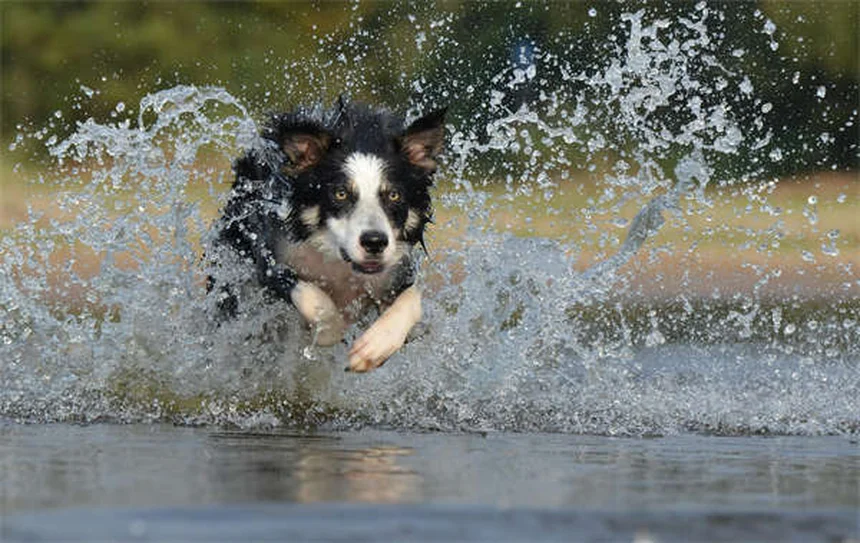 犬の花粉アレルギーとは？症状・治療法から毎日の対策まで完全解説