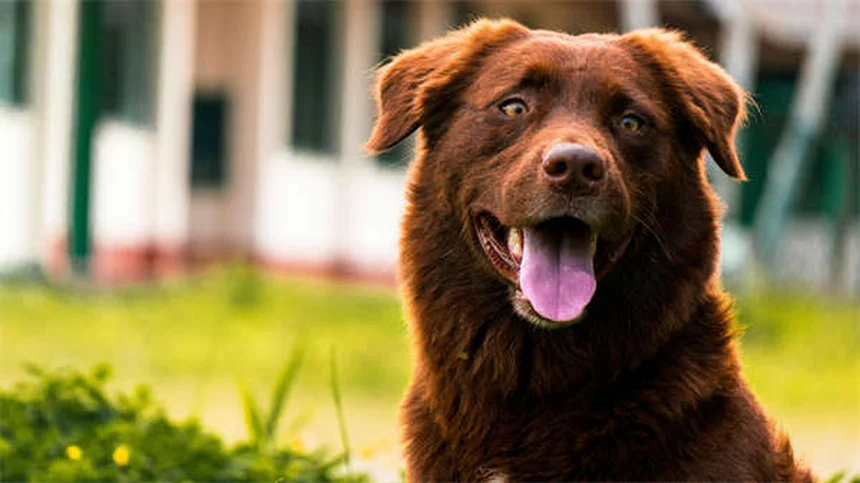ティンセルはペットに危険！猫・犬の誤飲事故を防ぐための完全ガイド