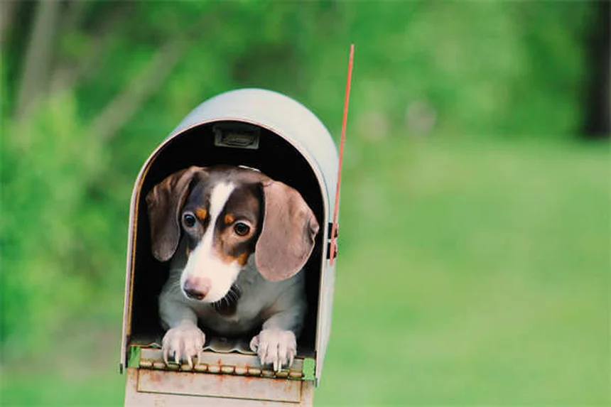 プロプラノロールとは？犬猫の心臓病治療に使われる薬の効果と注意点