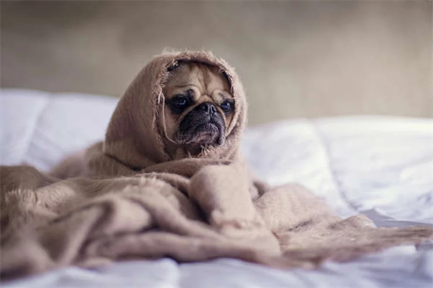 トルトラズリルとは？犬猫のコクシジウム症治療薬の効果・使い方・注意点を解説